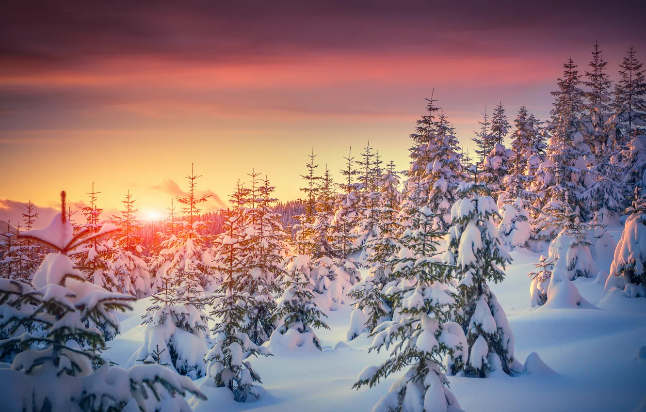 Photo wallpaper winter, snow, trees, sunset, nature, tree, nature, sunset