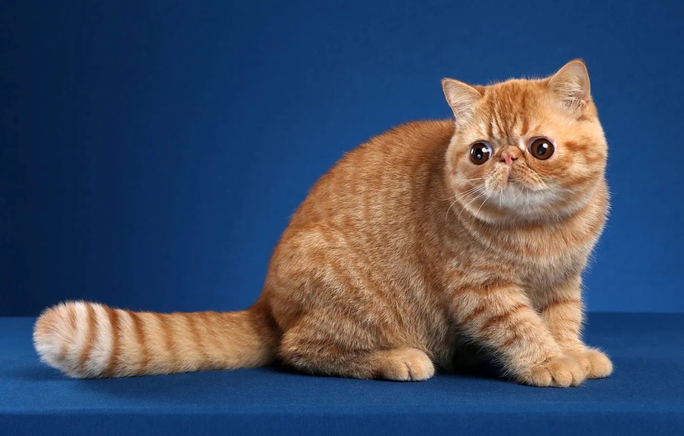 Photo wallpaper cat, cat, look, pose, animal, exotic