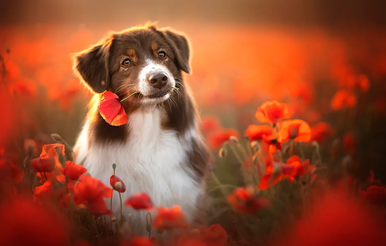 Photo wallpaper flowers, Maki, dog, bokeh, Australian shepherd, Aussie