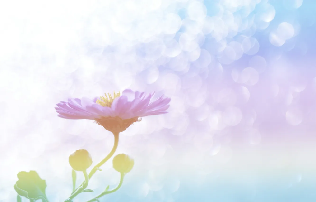 Photo wallpaper macro, flowers, background