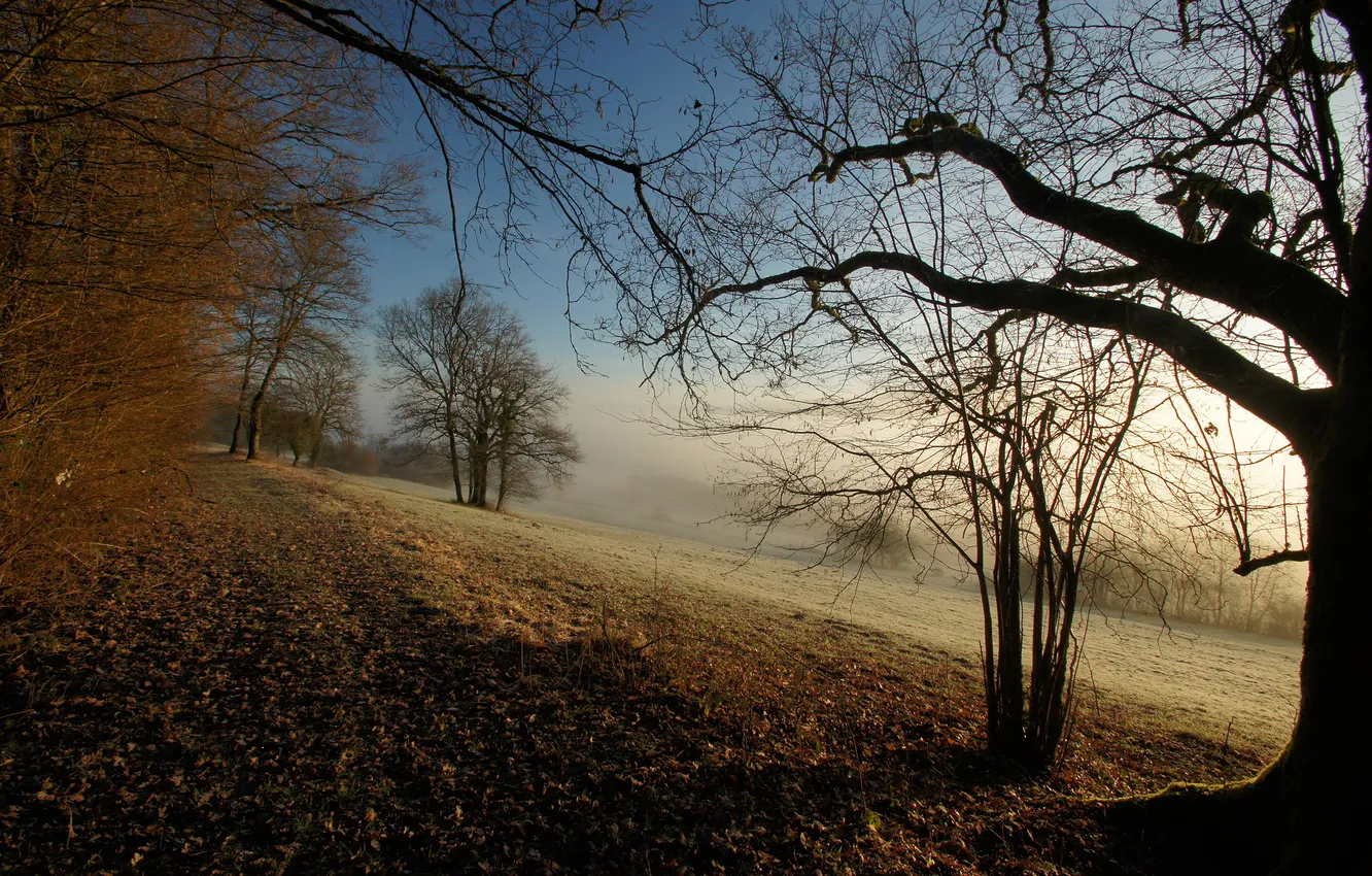 Photo wallpaper autumn, branches, nature, foliage