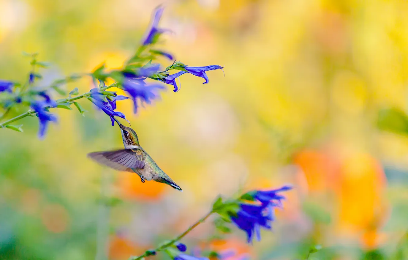 Photo wallpaper flowers, bright, background, Hummingbird, bird