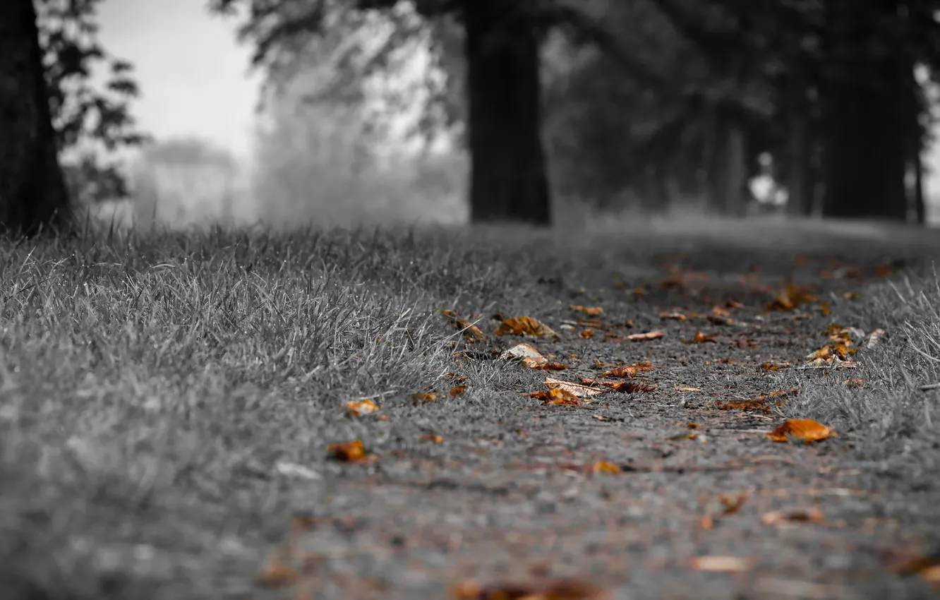Photo wallpaper autumn, grass, leaves