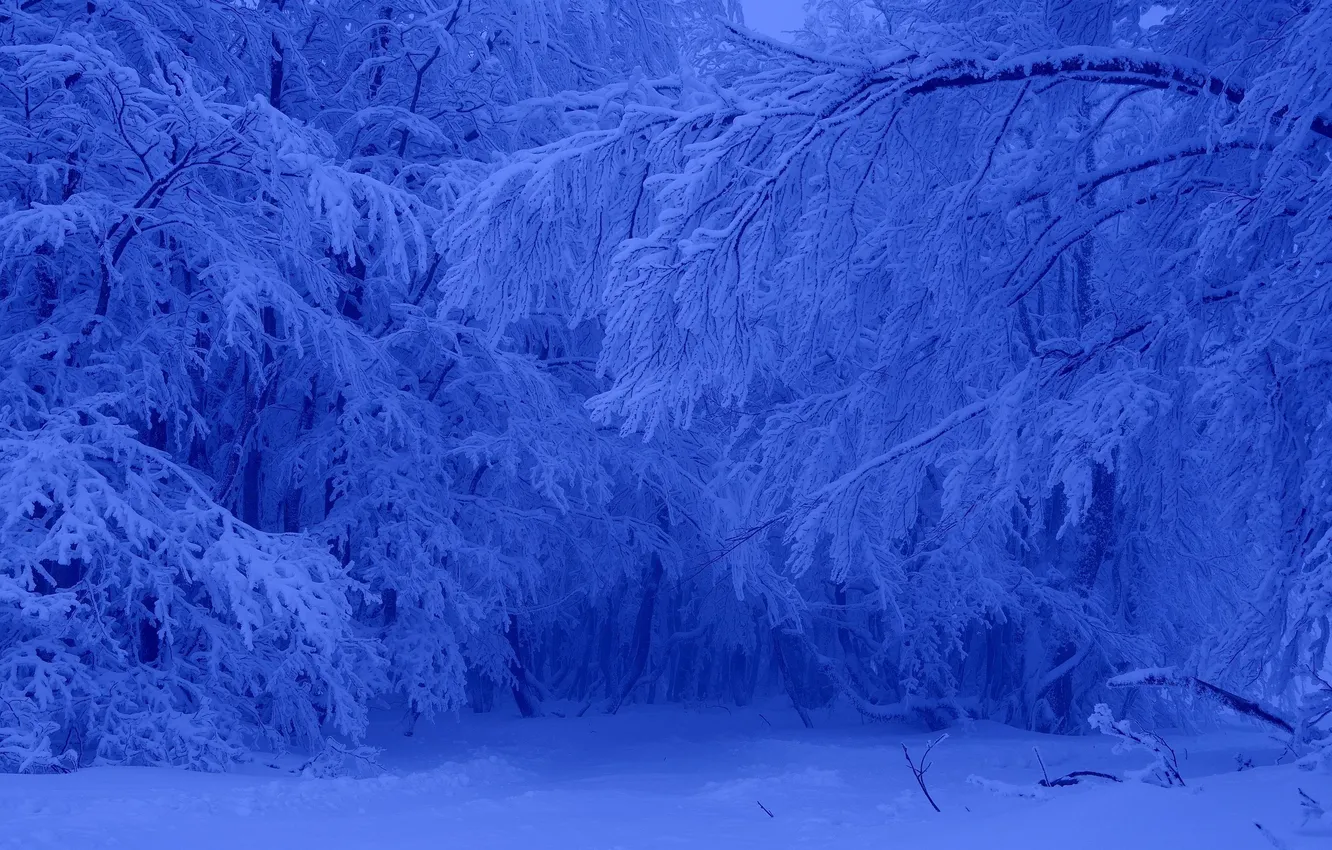 Photo wallpaper winter, forest, snow, trees, frost