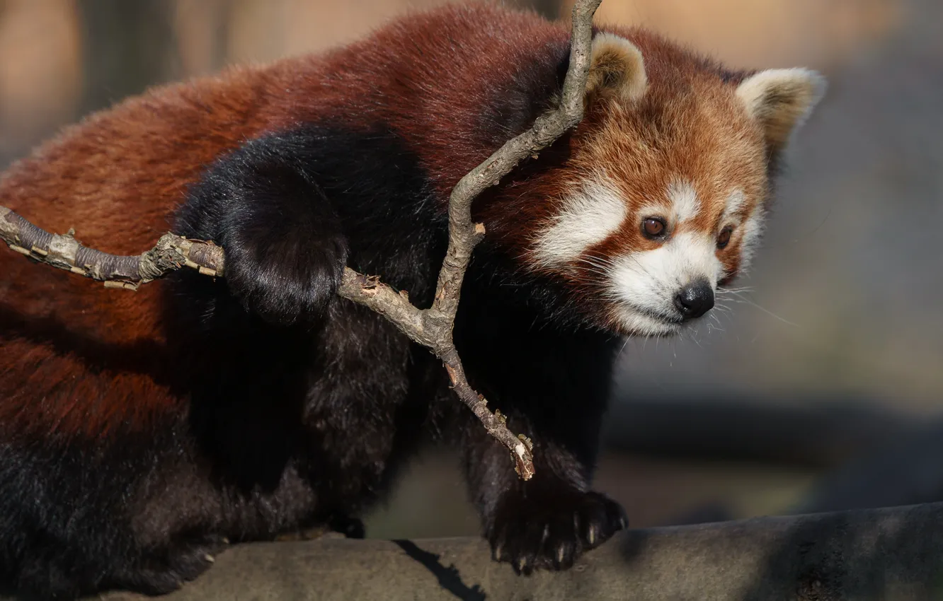 Photo wallpaper trees, red Panda, face, red Panda