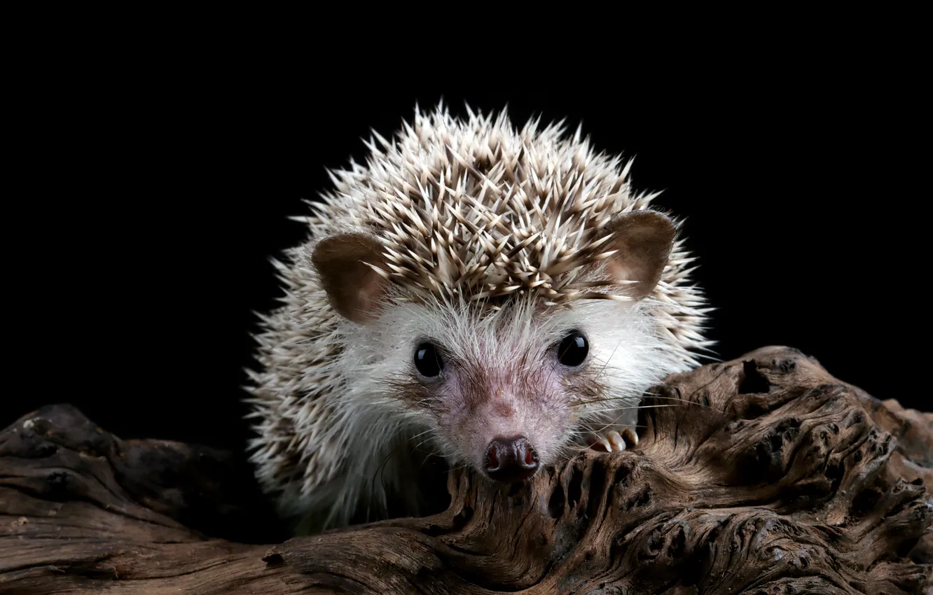Photo wallpaper look, trees, nature, portrait, muzzle, snag, black background, hedgehog