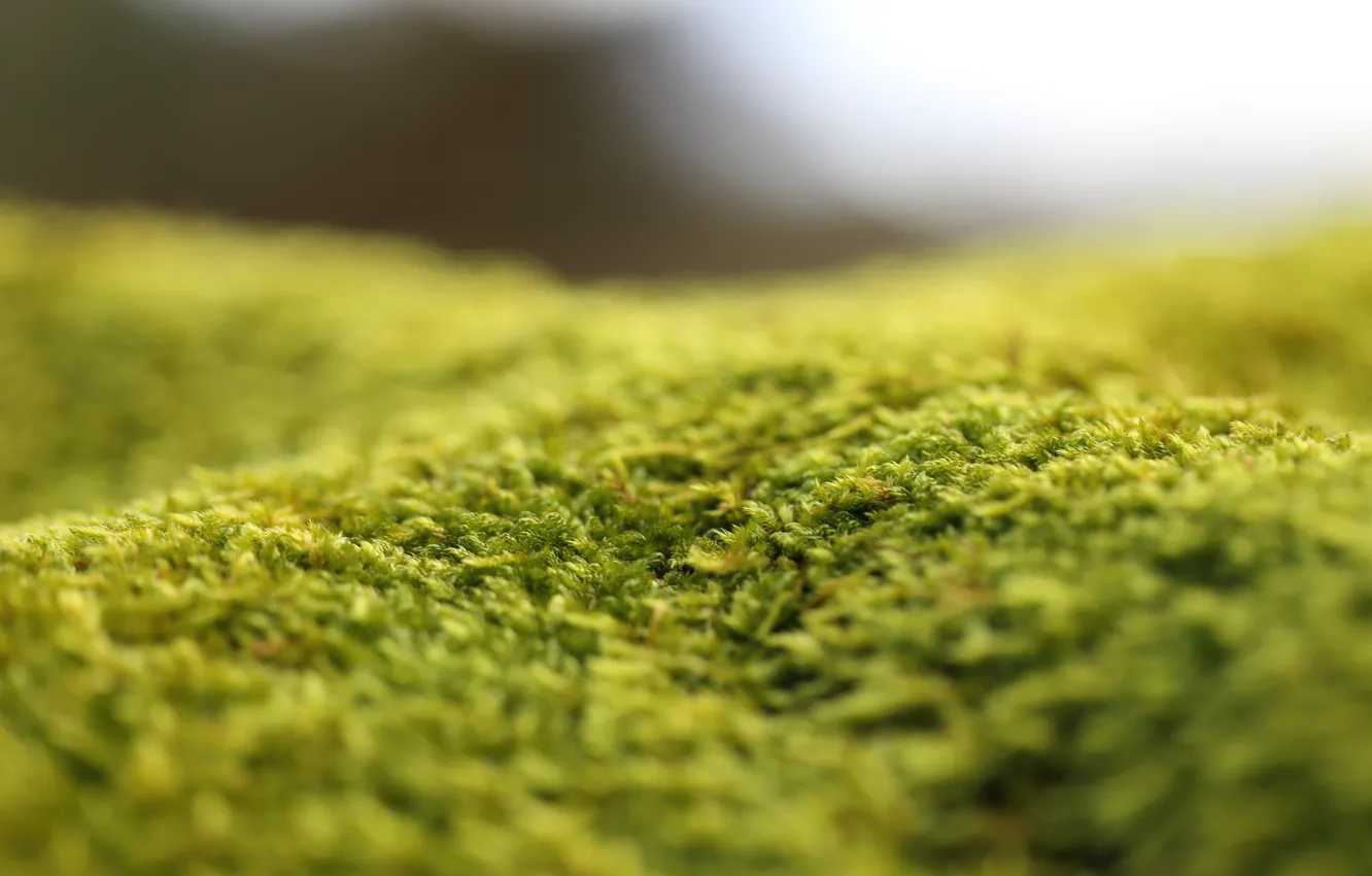 Photo wallpaper moss, bokeh, green carpet