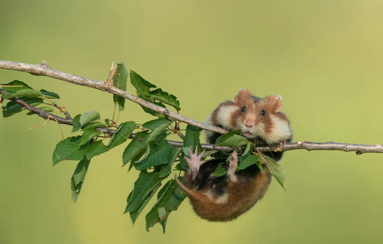 Photo wallpaper background, branch, hamster, rodent