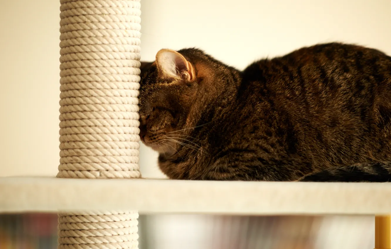 Photo wallpaper cat, house, post, sleeping, cord, stick