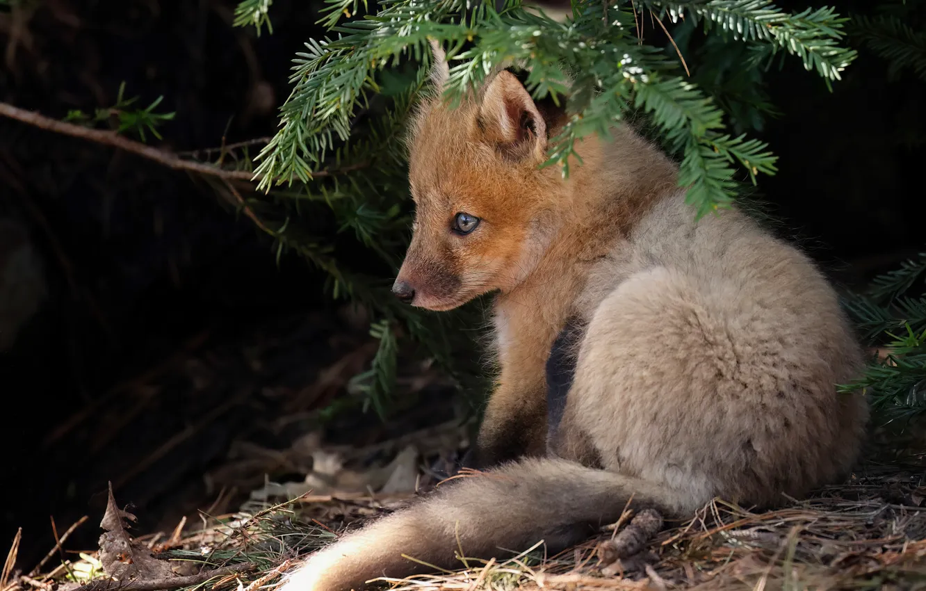 Photo wallpaper nature, Fox, Fox