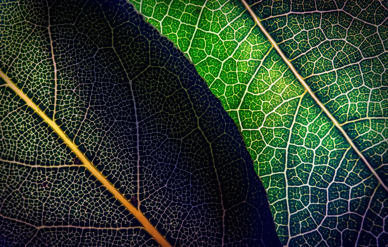 Photo wallpaper leaves, macro, green