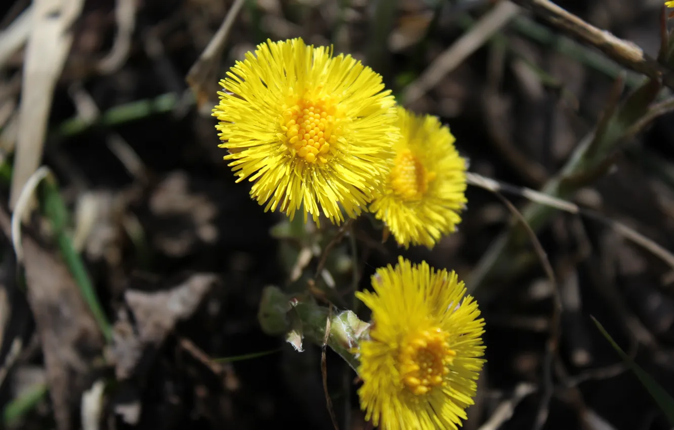 Photo wallpaper flowers, spring, mother and stepmother
