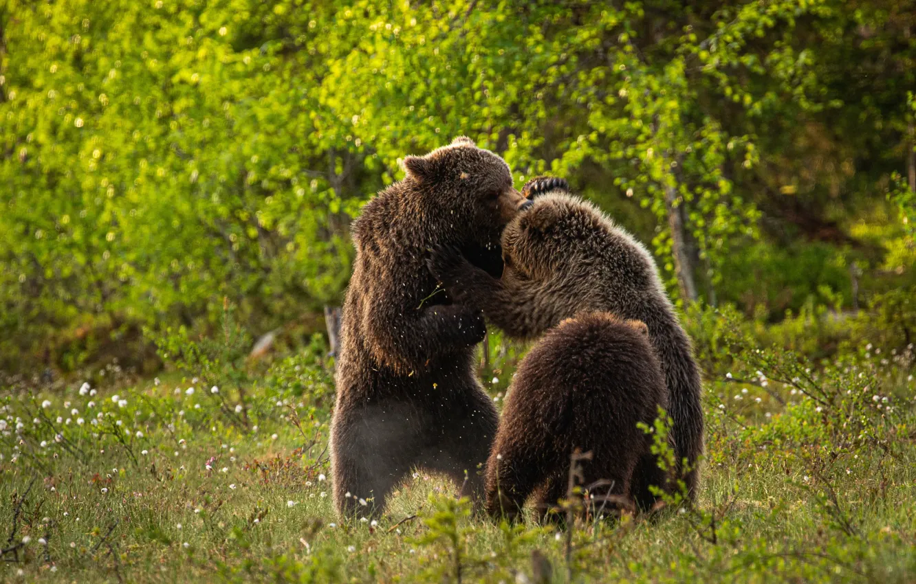 Photo wallpaper summer, grass, nature, the game, fight, bear, meadow, bear