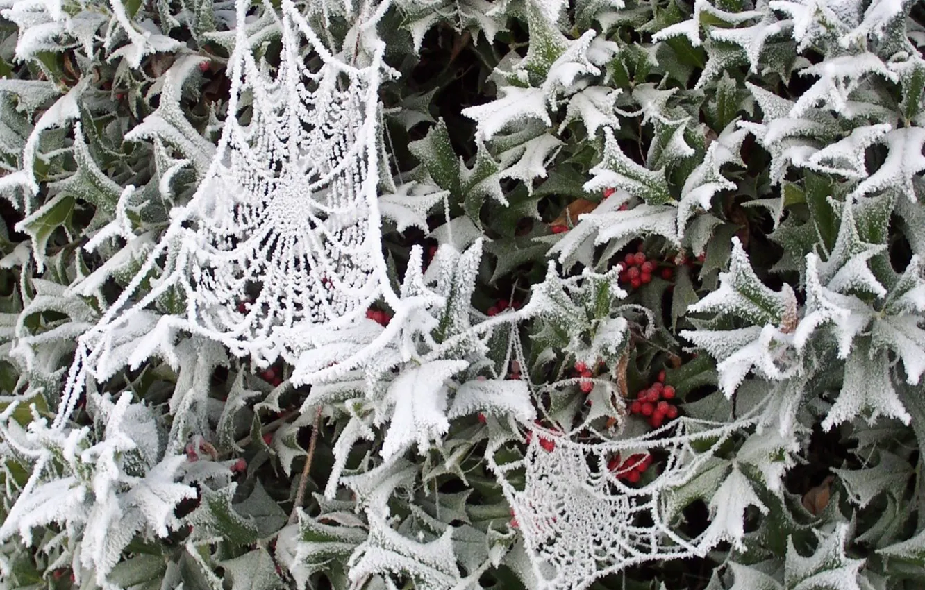 Photo wallpaper winter, snow, web