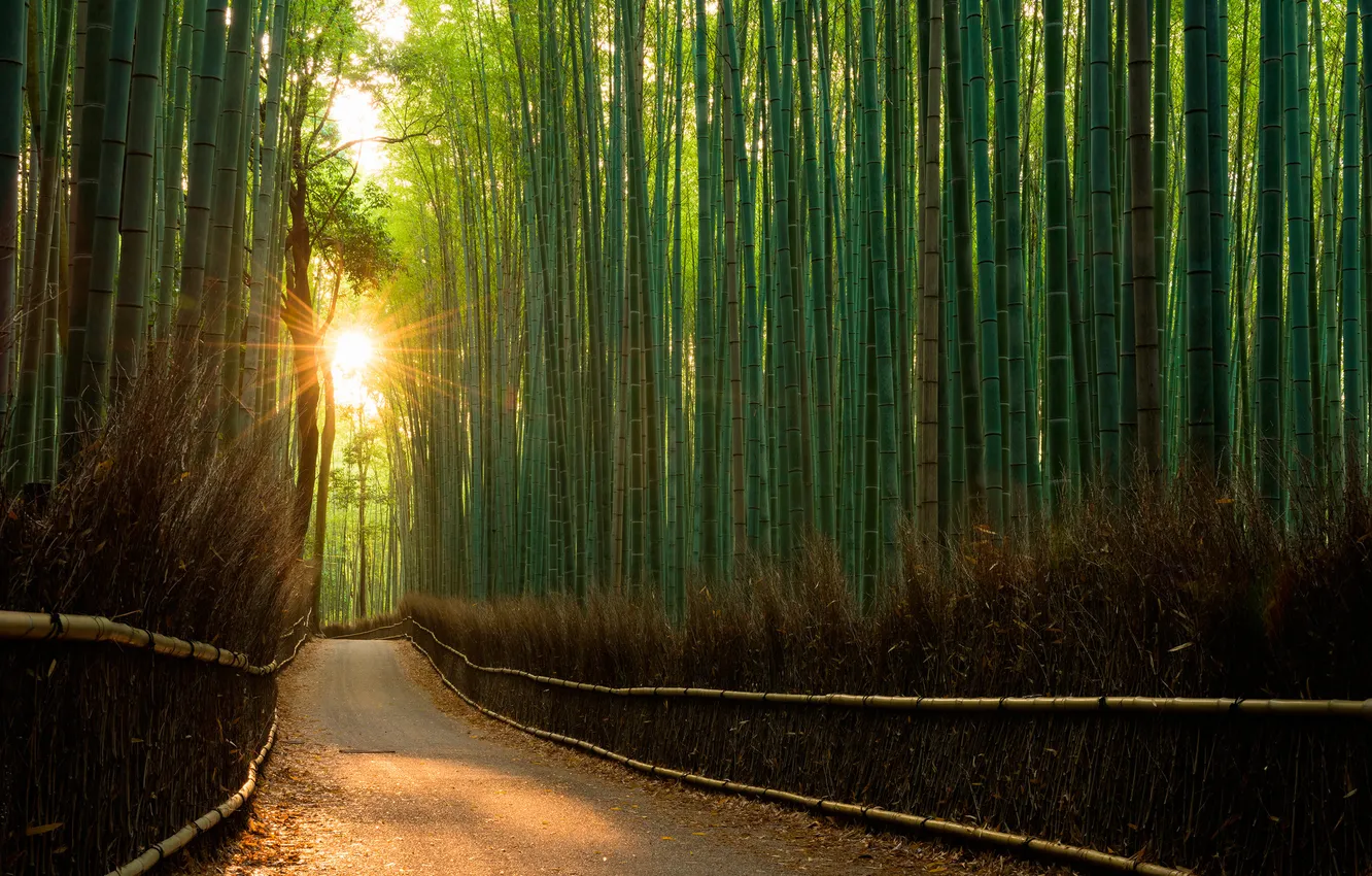 Photo wallpaper nature, bamboo, path, bamboo forest