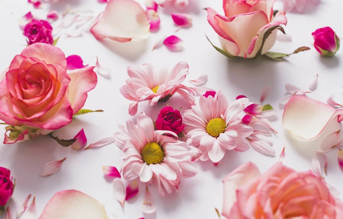 Photo wallpaper Petals, Roses, Chrysanthemum