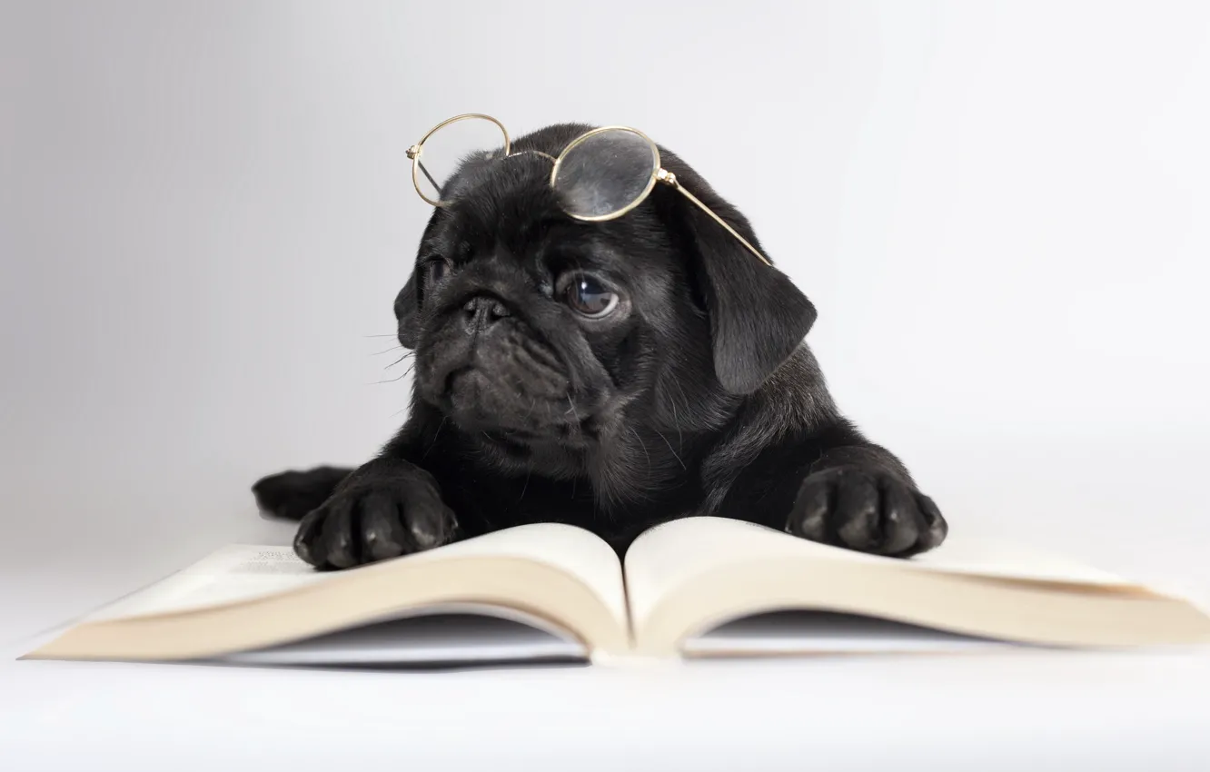 Photo wallpaper dog, glasses, book