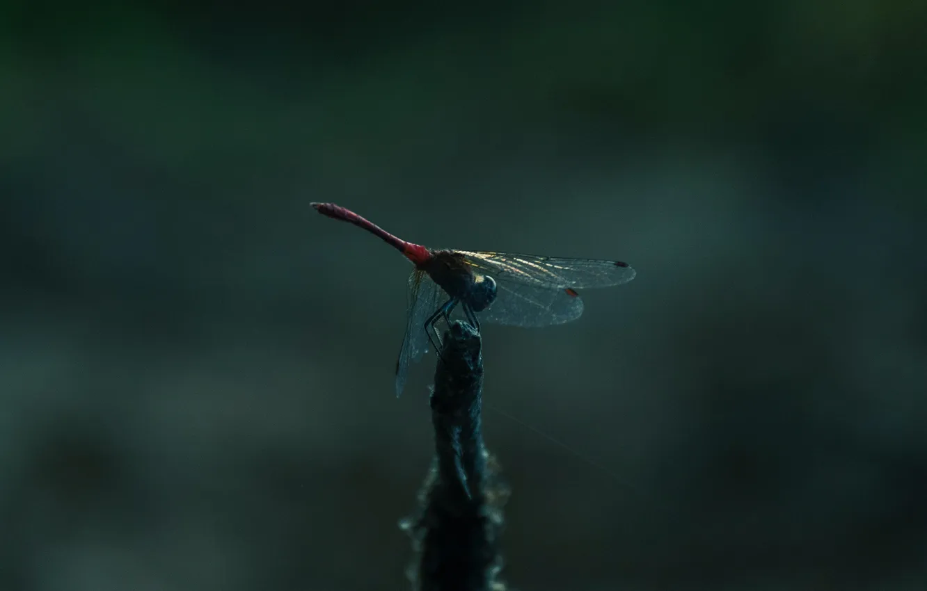 Photo wallpaper macro, dragonfly, insect, the Wallpapers