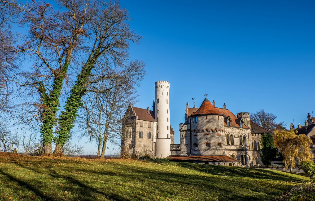 Photo wallpaper trees, glade, structure