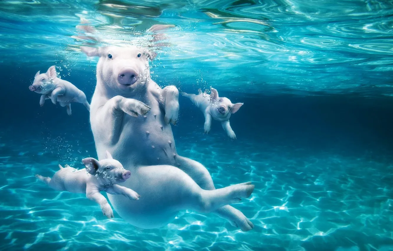 Photo wallpaper water, surface, bubbles, ruffle, pig, pig