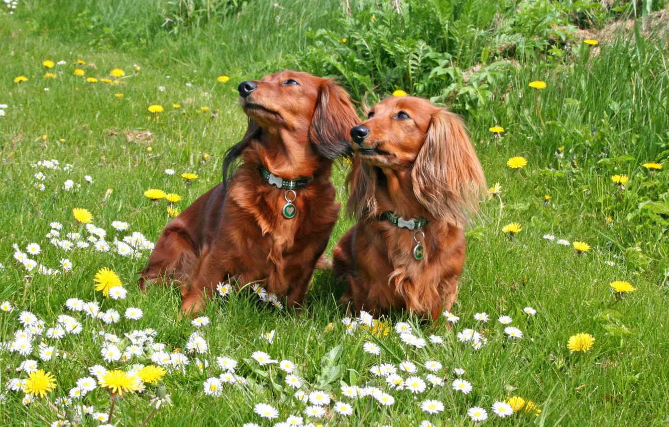Photo wallpaper grass, dog, Dachshund, two