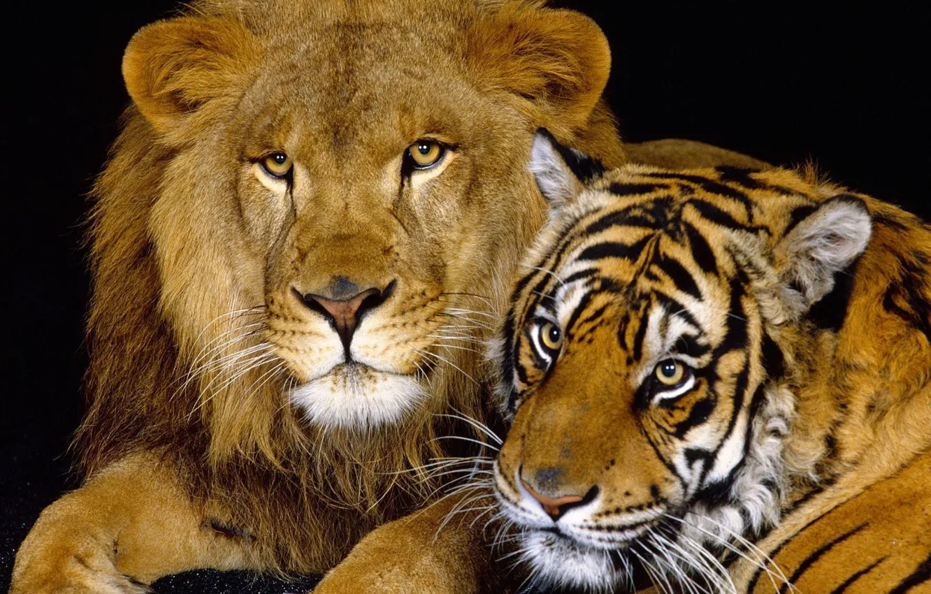 Photo wallpaper cats, tiger, Leo