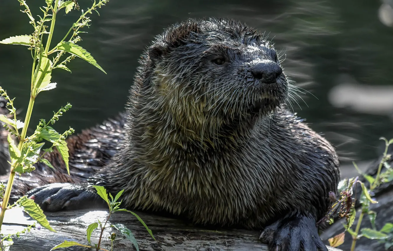 Photo wallpaper face, water, photo, otter