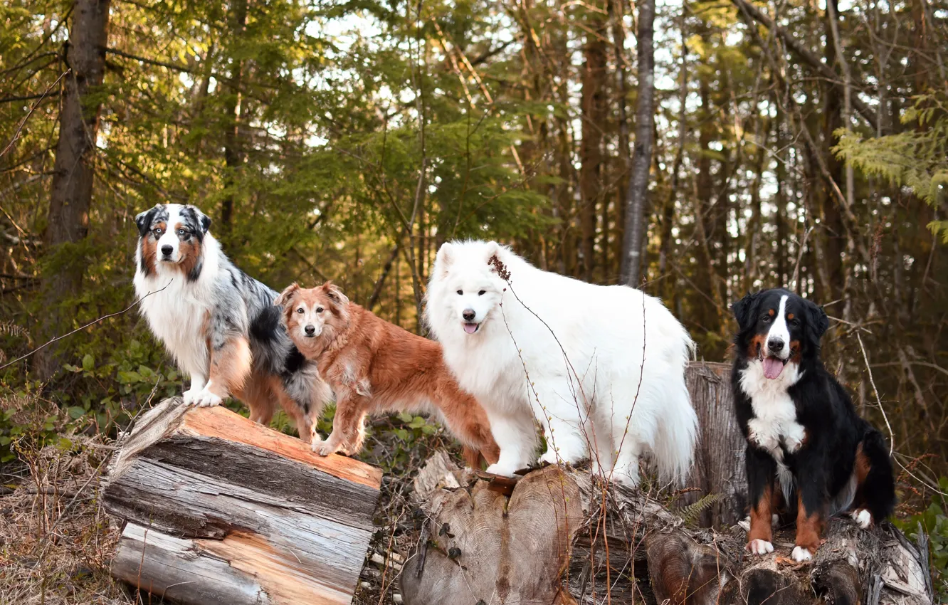Photo wallpaper dog, look, pose, face, Samoyed
