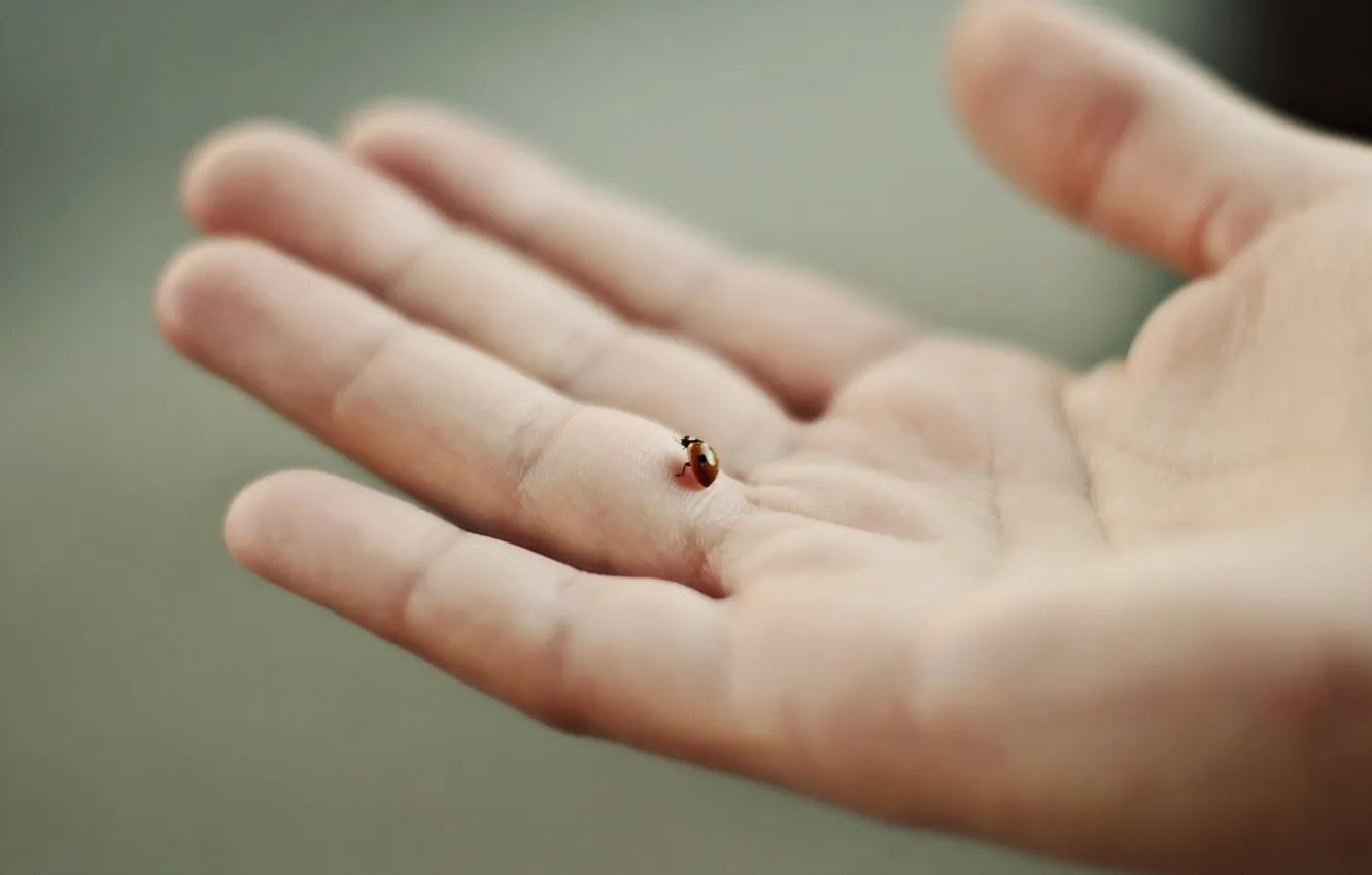 Photo wallpaper background, ladybug, hands