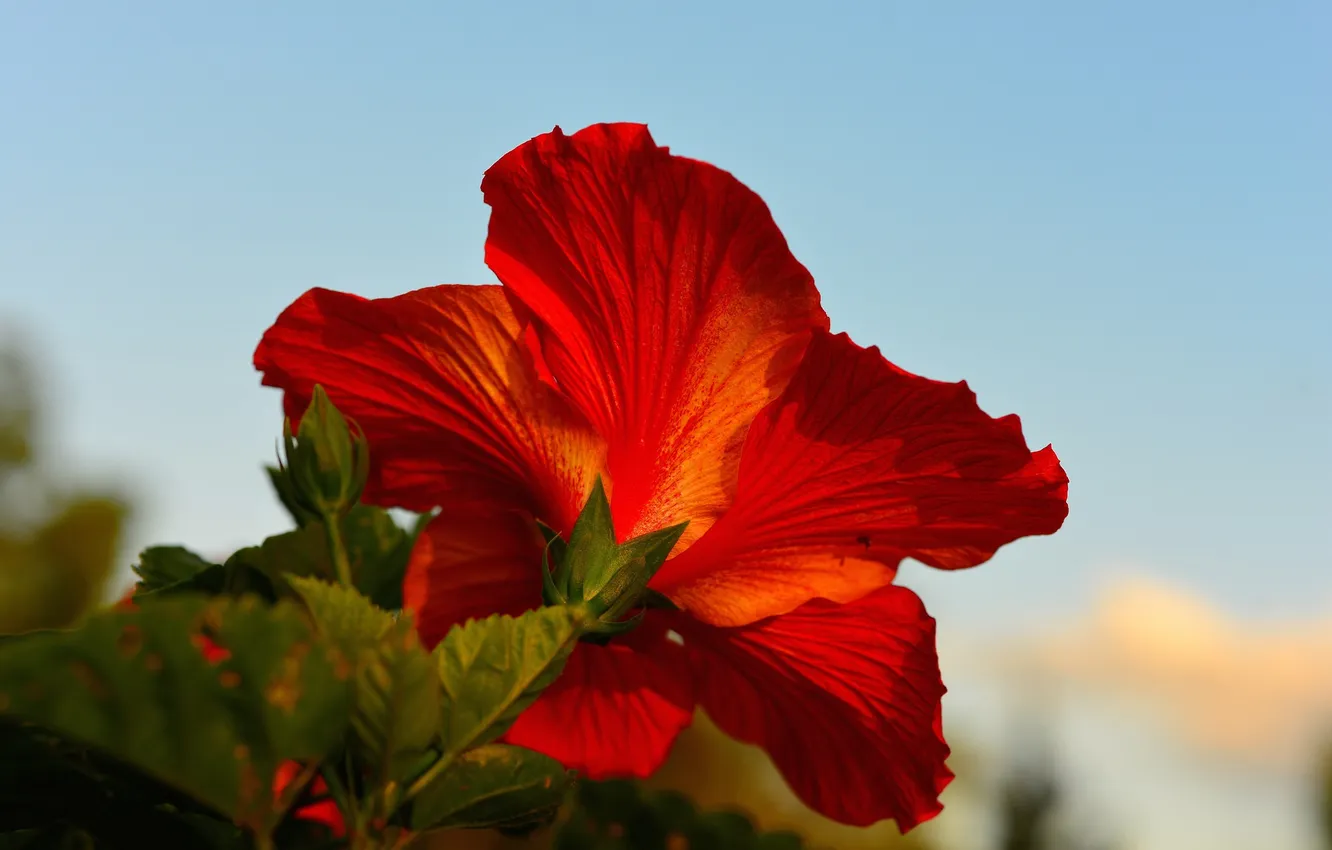 Photo wallpaper the sky, macro, nature, plant, petals, hibiscus