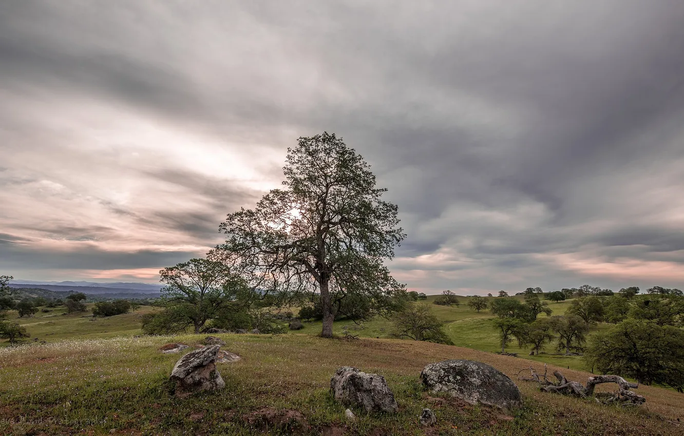 Photo wallpaper field, trees, nature