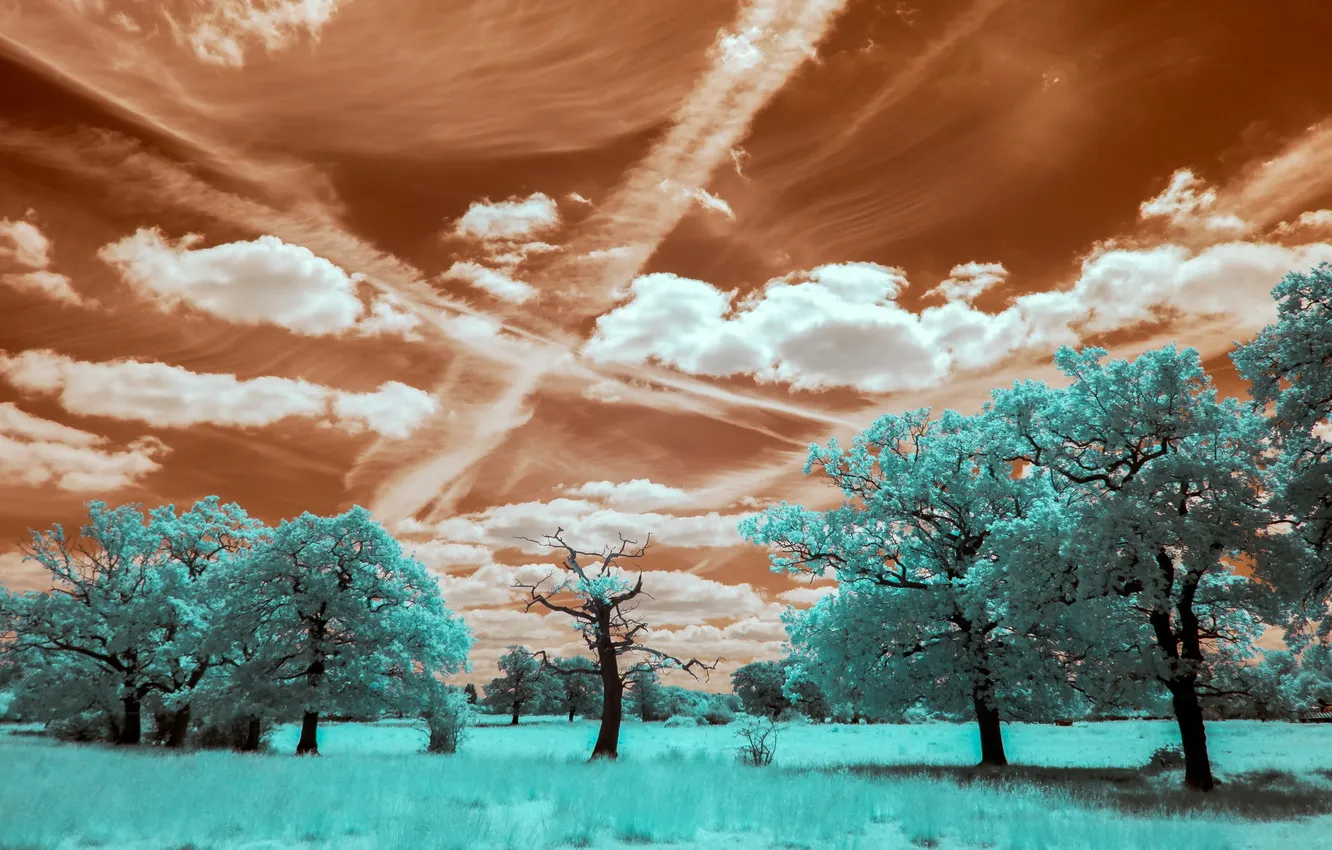 Photo wallpaper field, trees, landscape, color