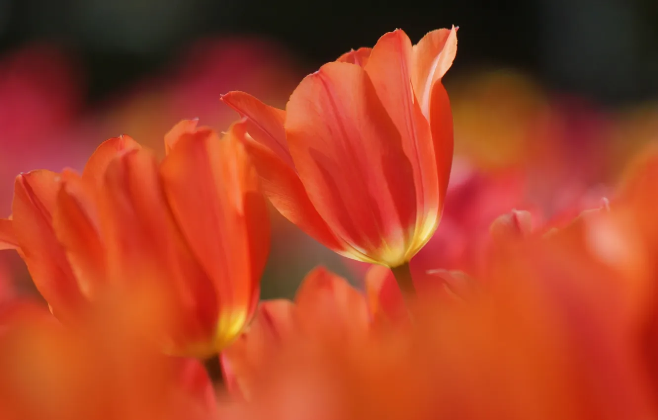 Photo wallpaper orange, nature, spring, tulips