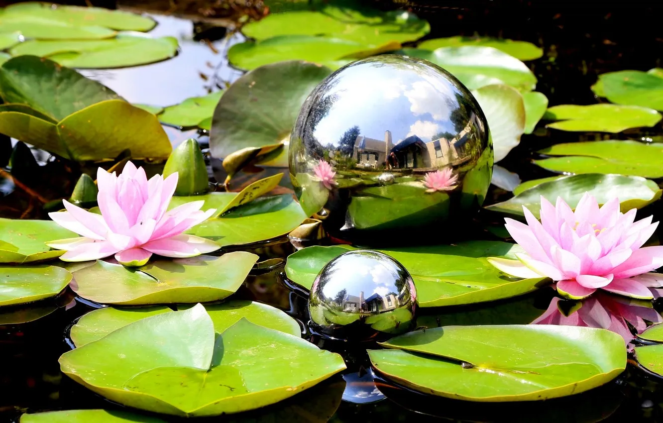 Photo wallpaper leaves, water, balls, Lily