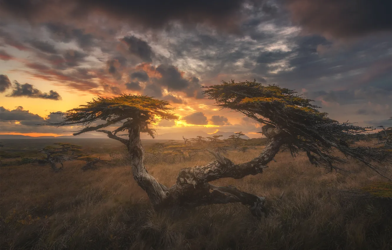 Photo wallpaper clouds, trees, sunset