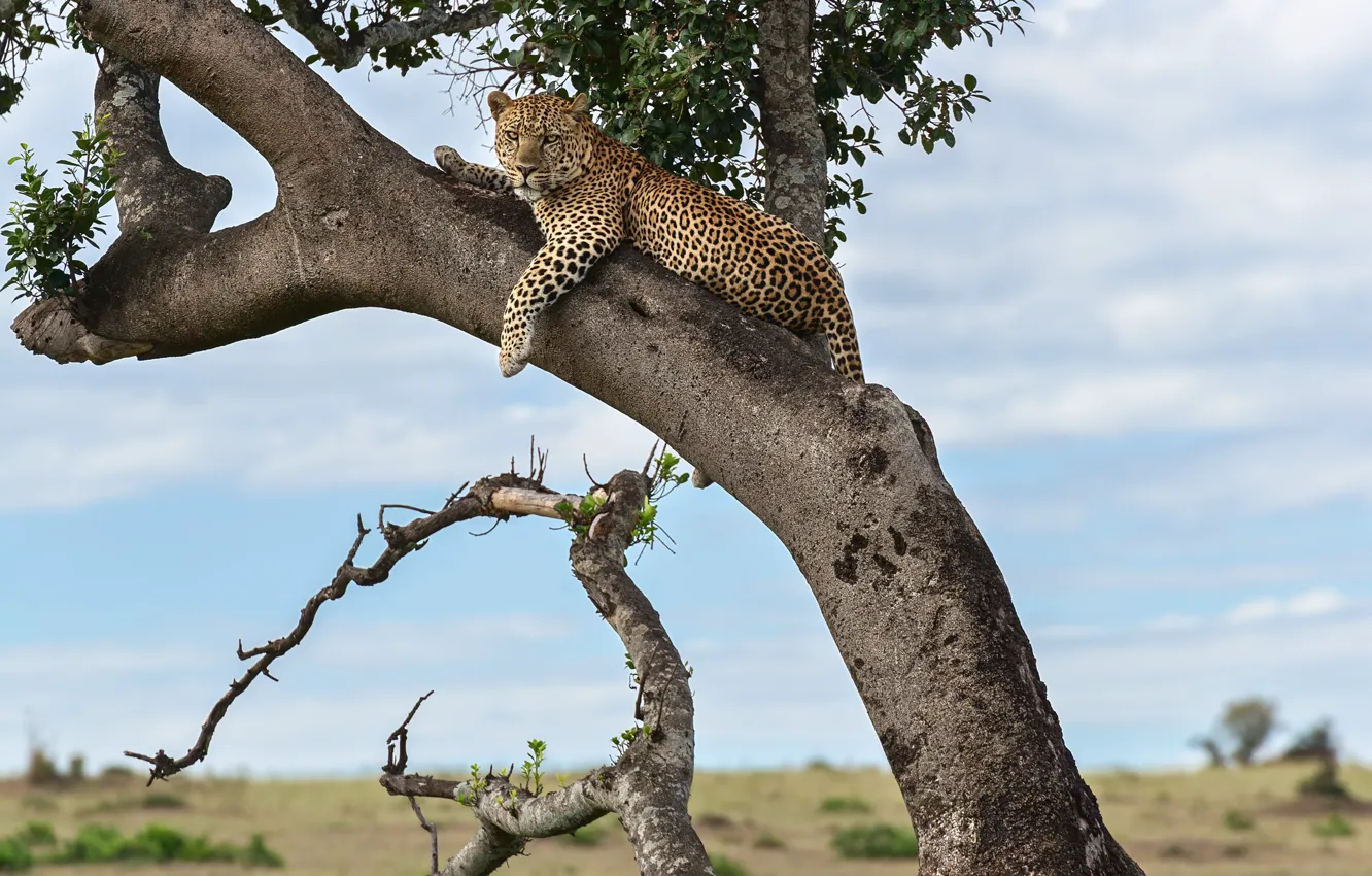 Photo wallpaper tree, predator, Jaguar