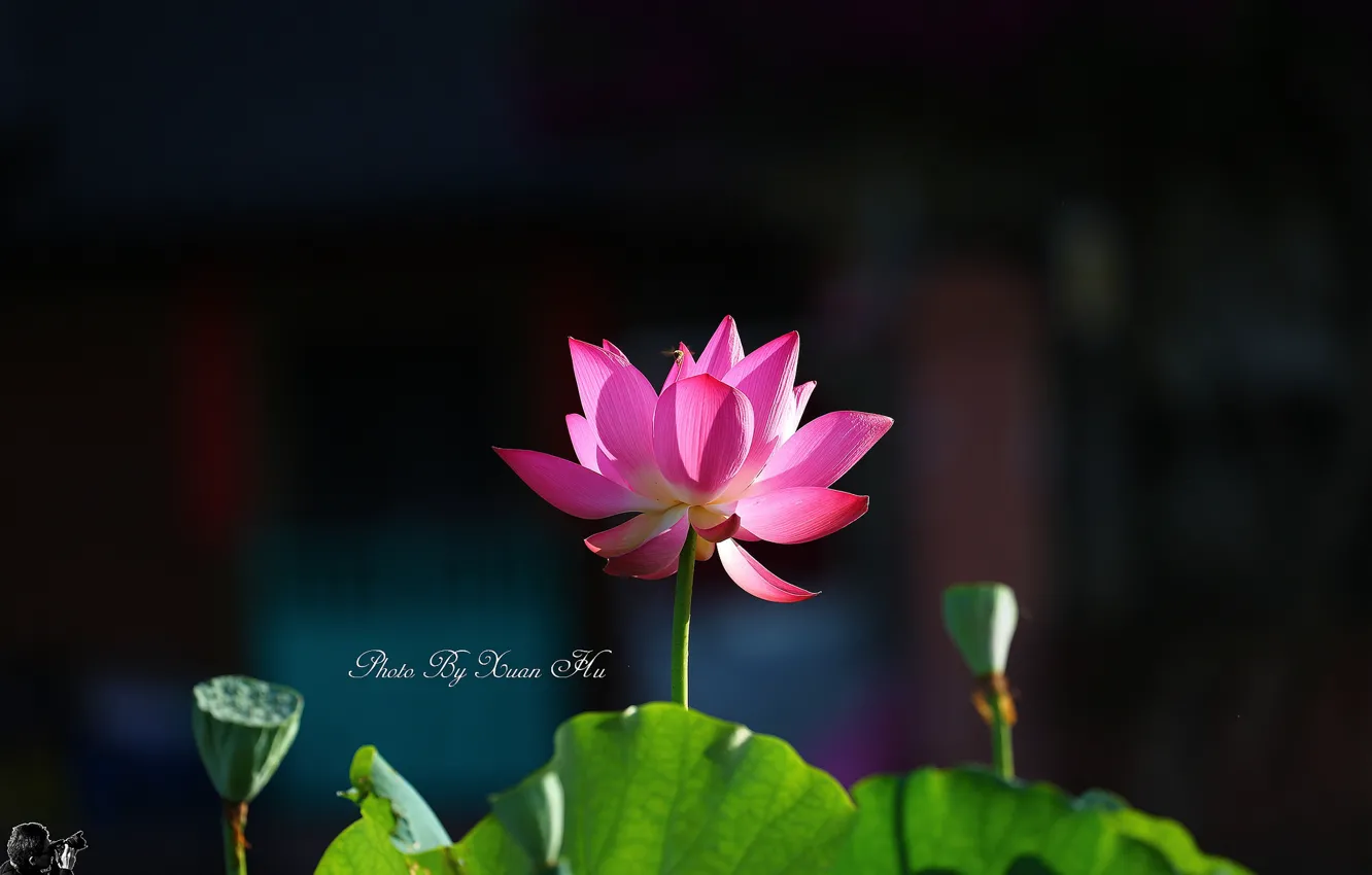 Photo wallpaper background, spring, Lotus