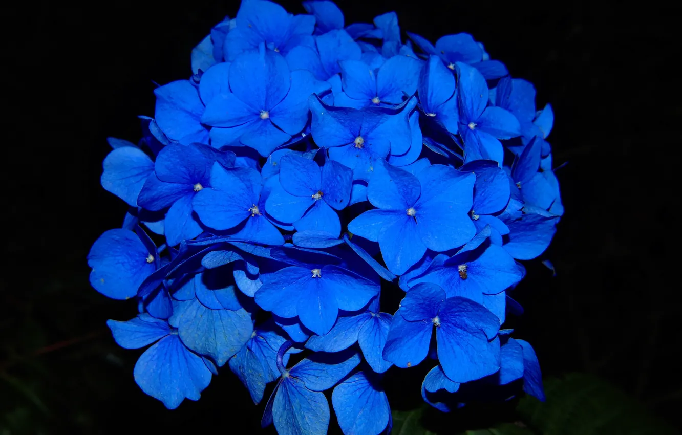 Photo wallpaper black background, black background, blue flowers, blue flowers, hydrangia, Large - leaved hydrangea, Large - …
