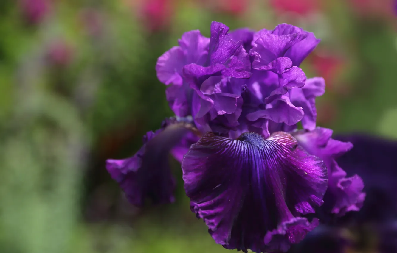 Photo wallpaper purple, macro, iris