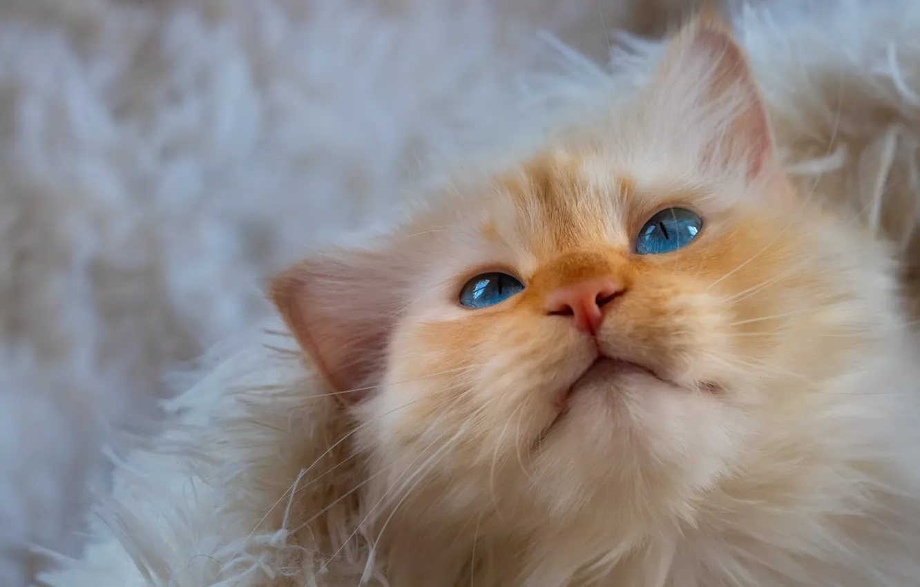 Photo wallpaper cat, cat, look, face, portrait, fur