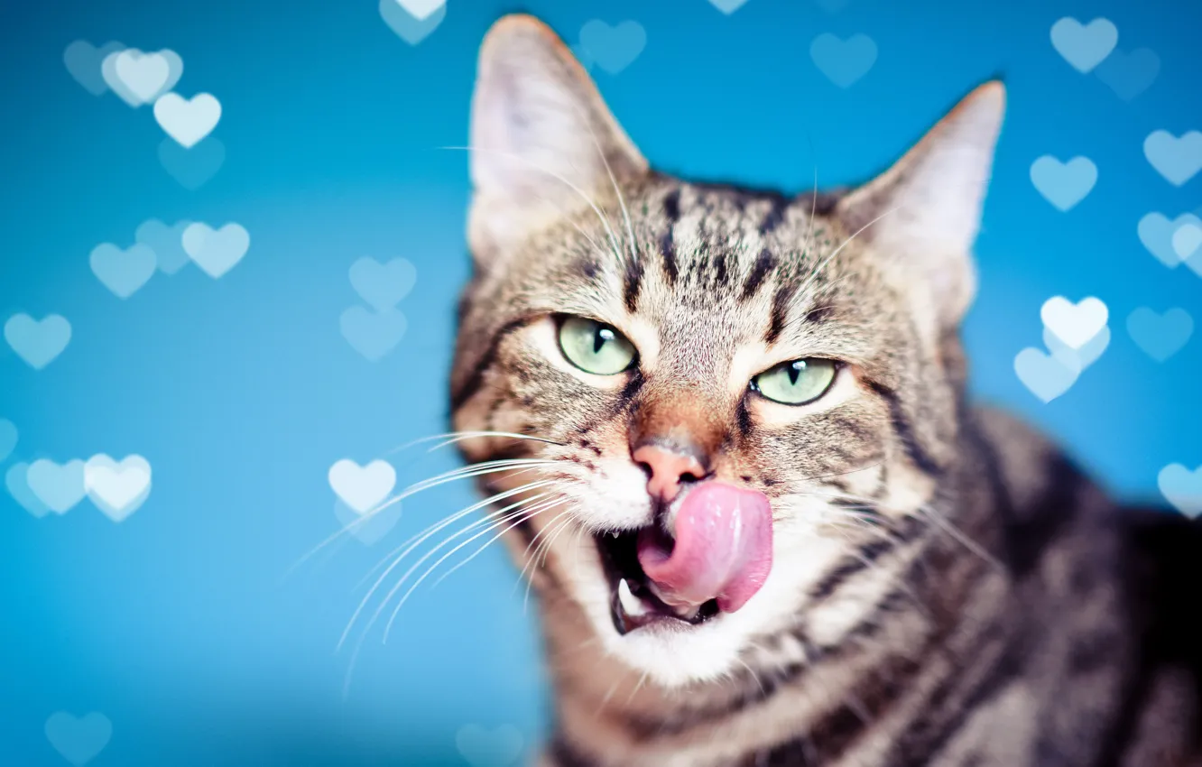 Photo wallpaper language, cat, cat, look, background, muzzle, hearts