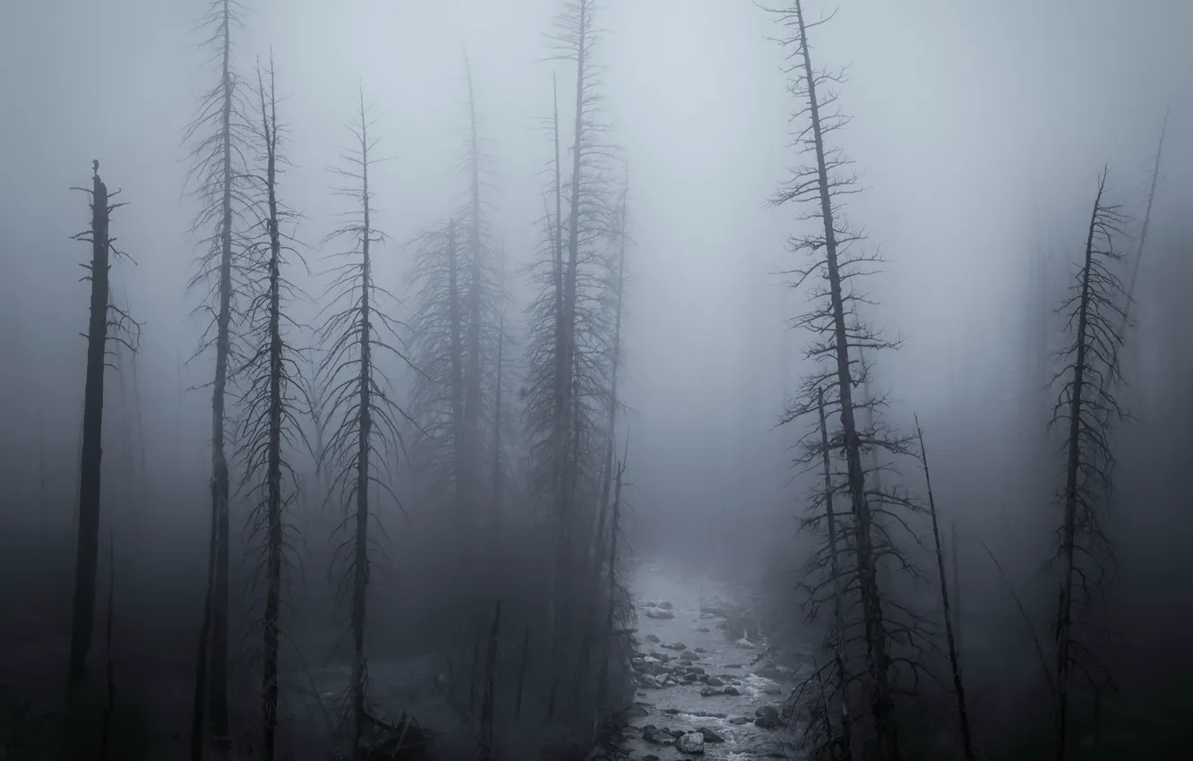 Photo wallpaper forest, night, fog
