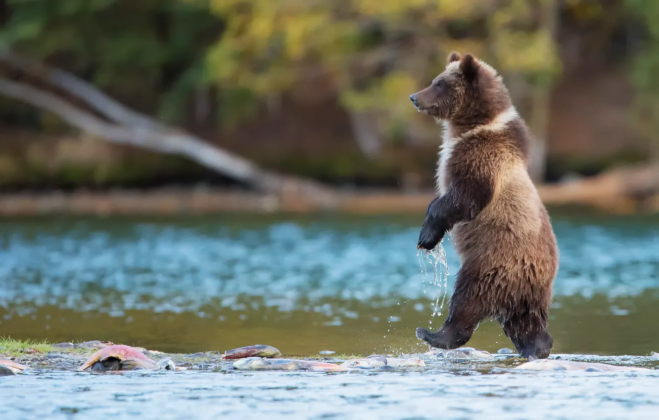 Photo wallpaper water, nature, river, fish, predator, bear, Canada, is