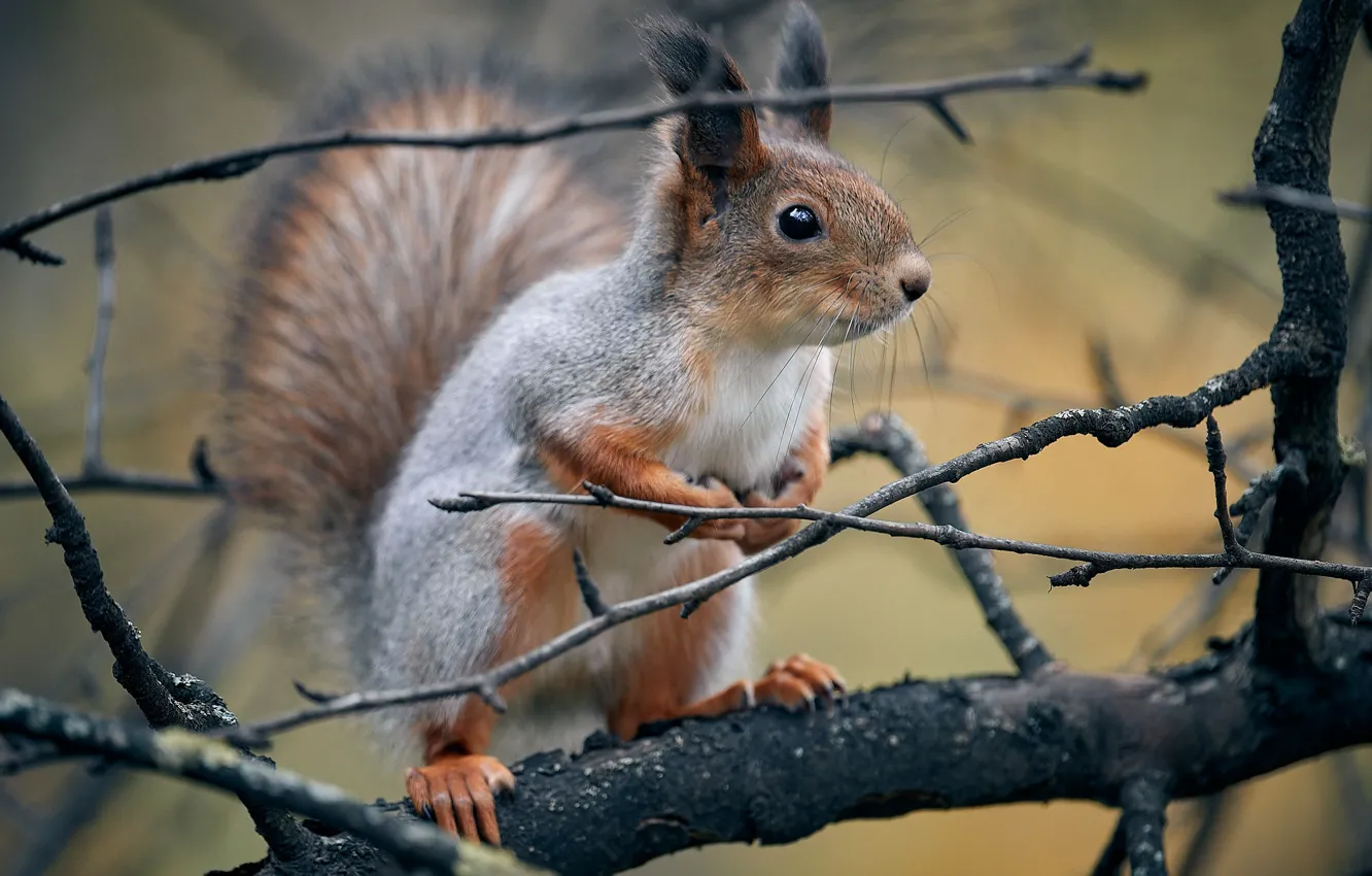 Photo wallpaper branches, protein, Mikhail Khmelevsky
