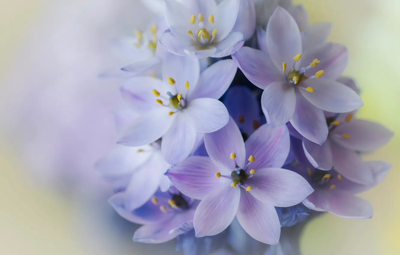 Photo wallpaper macro, petals, inflorescence