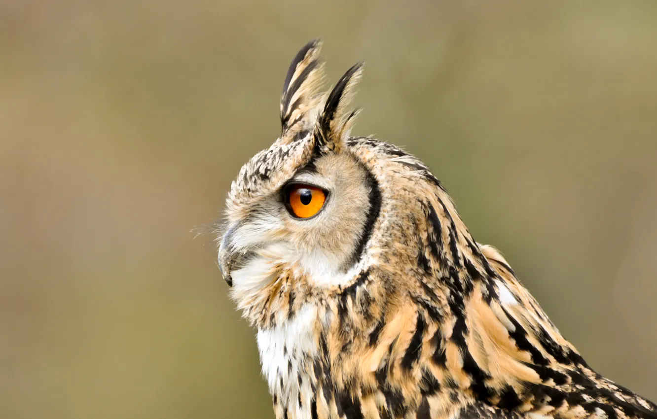 Photo wallpaper look, bird, Owl, profile, long-eared