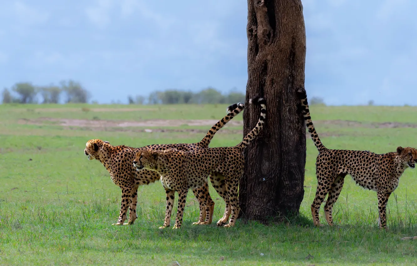 Photo wallpaper tree, wildlife, cheetahs, Territorial scope