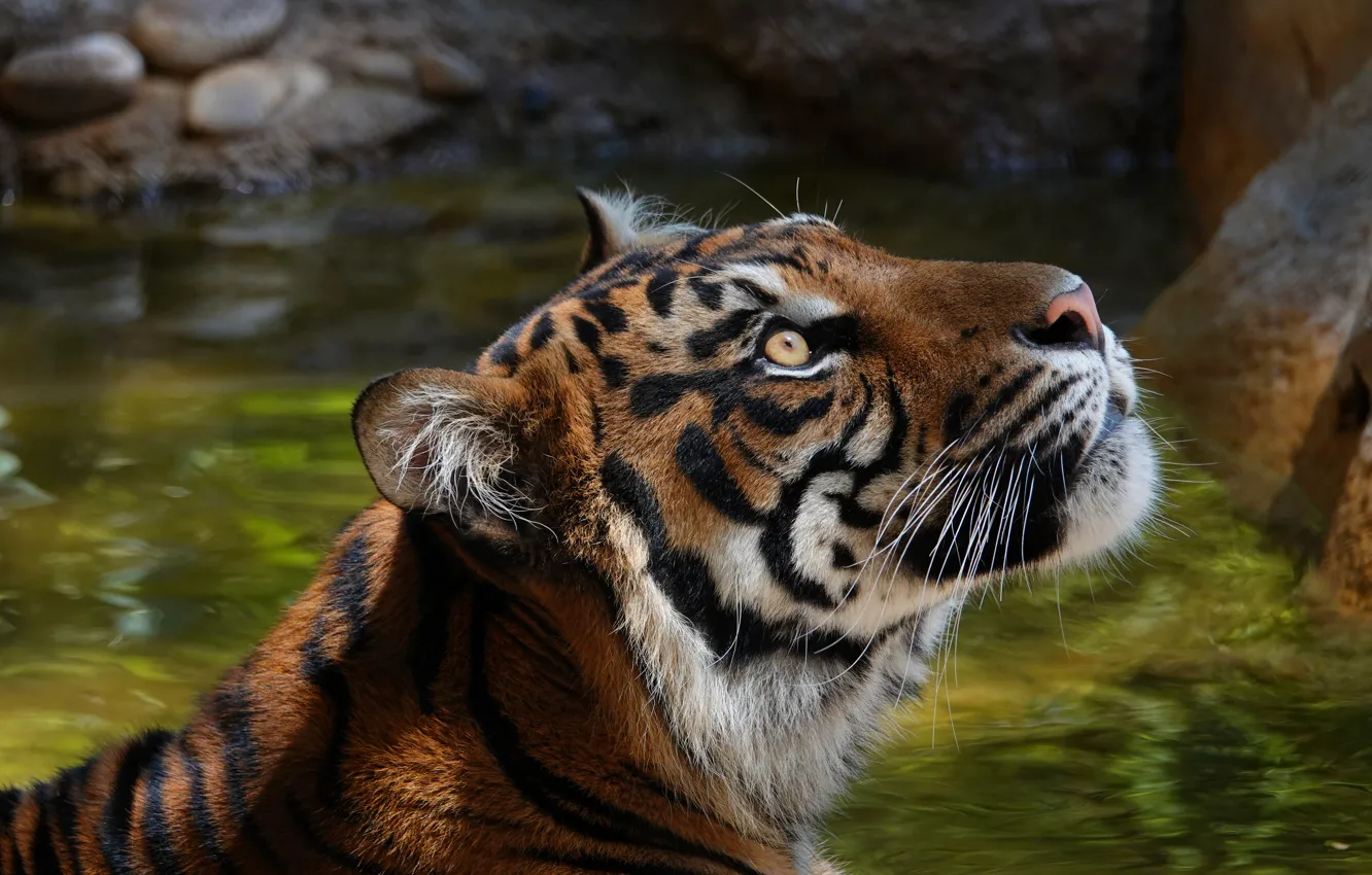 Photo wallpaper look, face, water, tiger, portrait, profile, pond, zoo