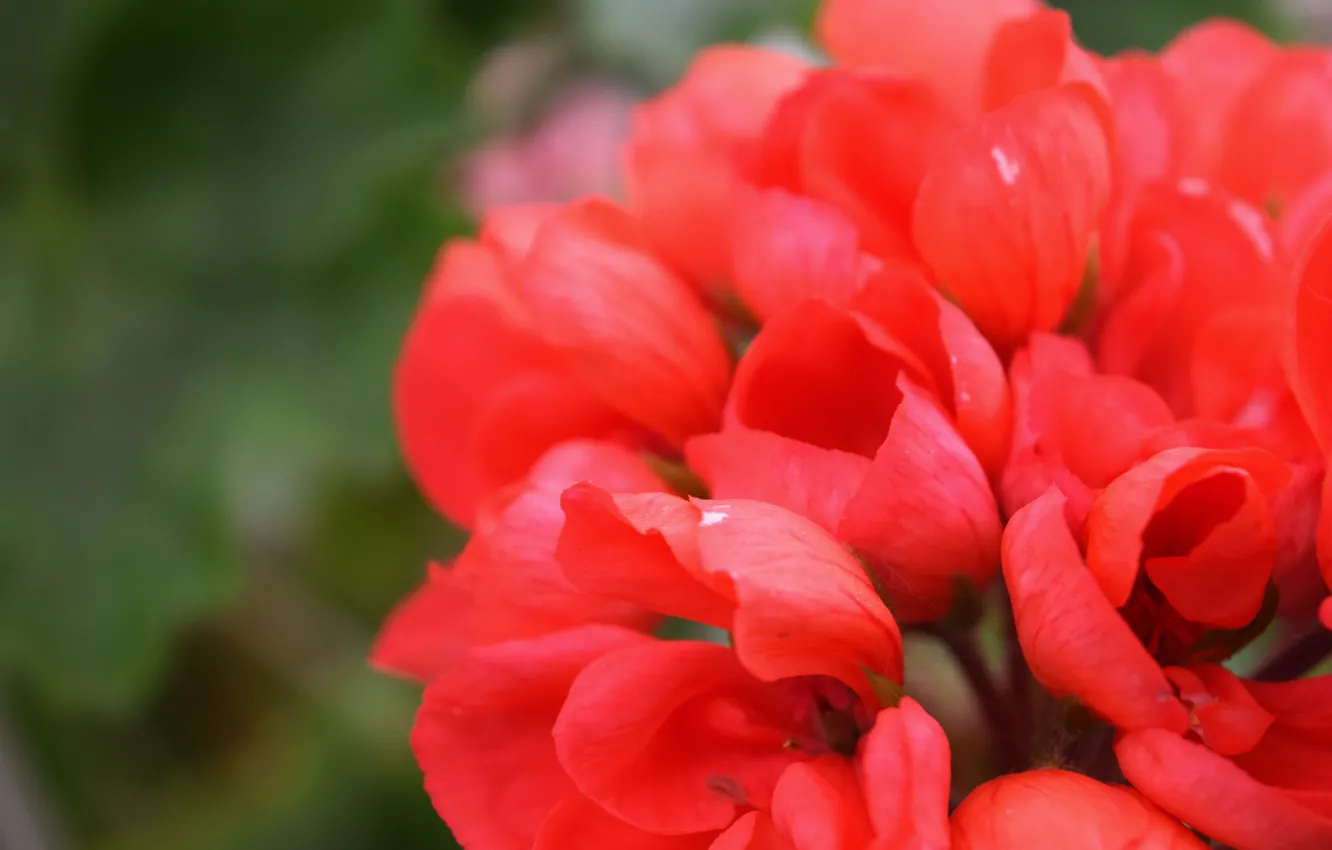 Photo wallpaper flower, summer, red, widescreen, geranium