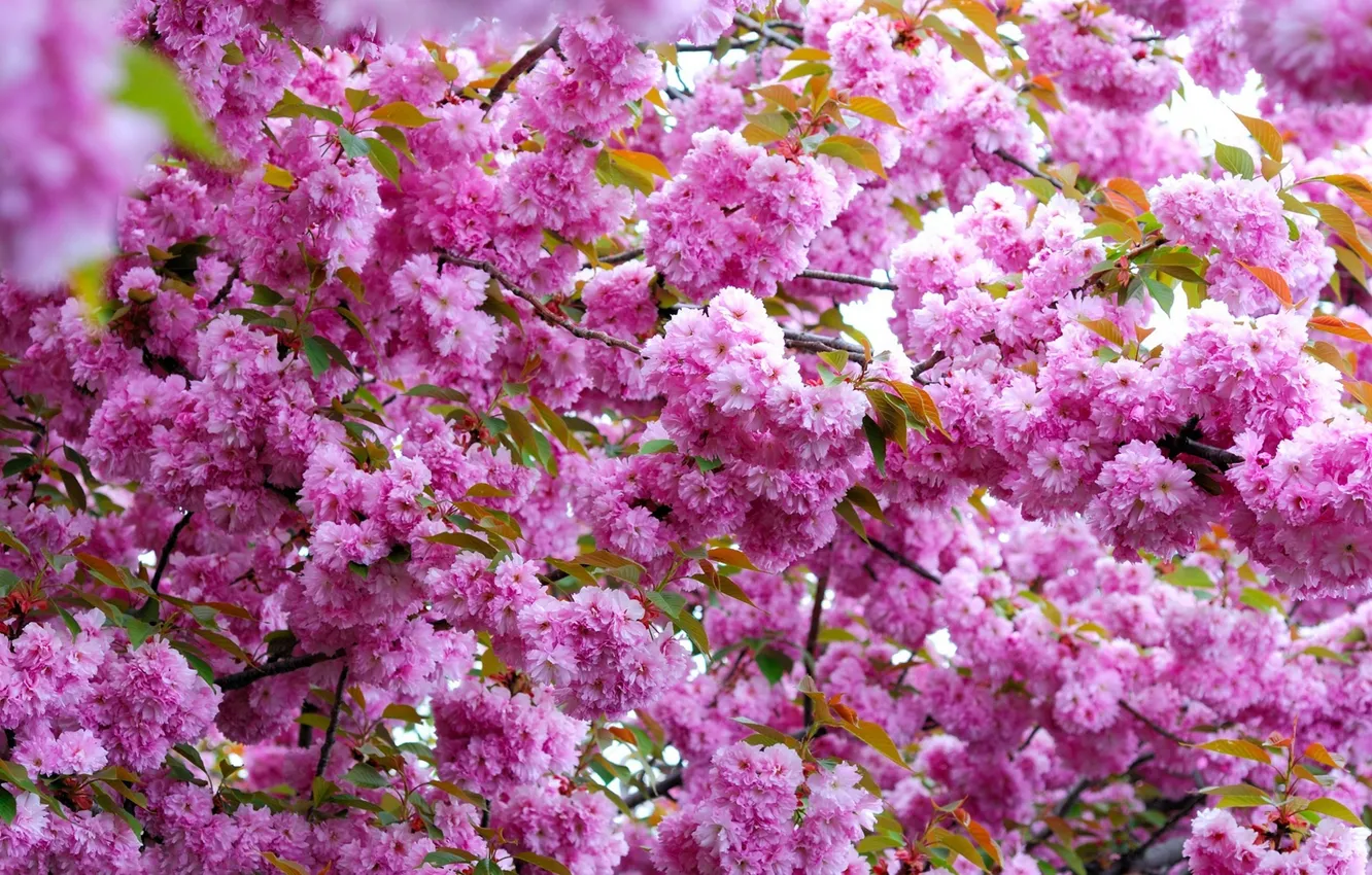 Photo wallpaper flowers, branch, spring, pink, flowering